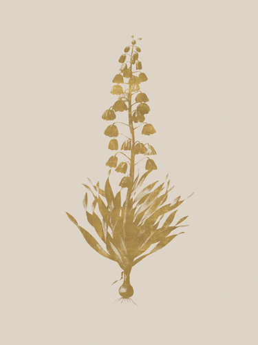Fritillaria Persica - Luxe - Pierre Joseph Redoute