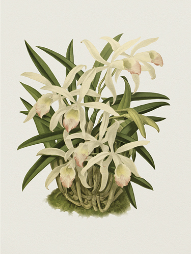 Laelia Lindleyana  - The Orchid Collection