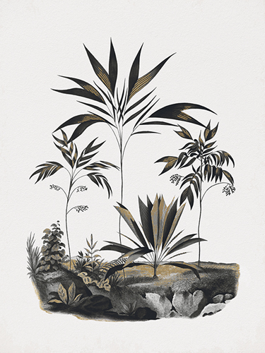 Exotic Terrain - Hyospathe - The Drammis Collection