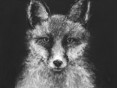 Wild Sketch - Focus - Manny Woodard