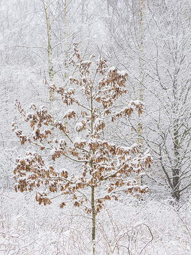Arctic Oasis - Thicket - Mikael Svensson