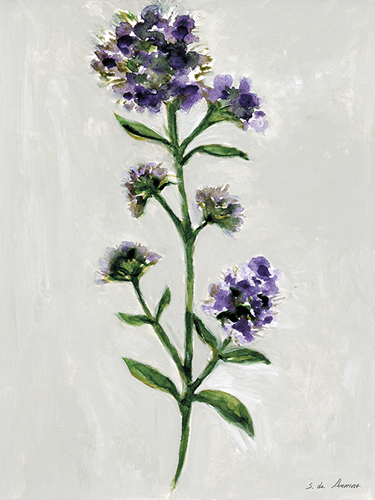 Herb Haven - Thyme - S.  de Armas