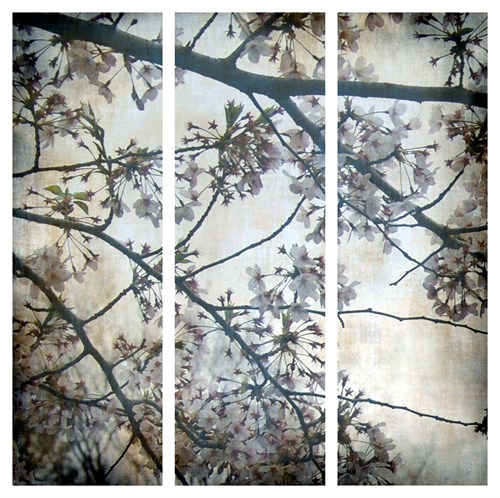 Cherry Blossoms Triptych - Tony Koukos