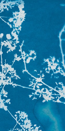 Florets - Sarah Cheyne