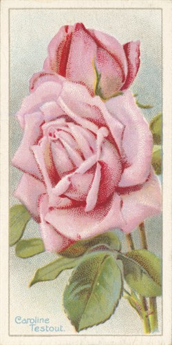 Caroline Testout - The Vintage Collection