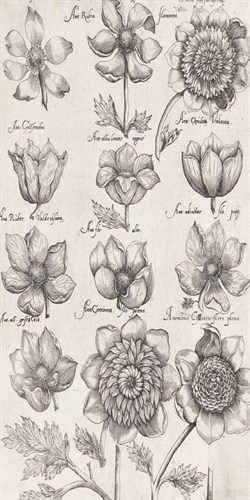 Anemone Cultivars - The Vintage Collection