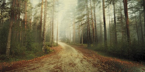 Misty Trail - Andreas Stridsberg