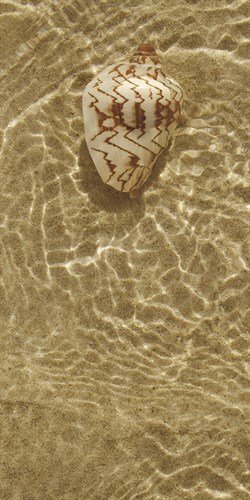 Ripple Shell II - Tony Koukos