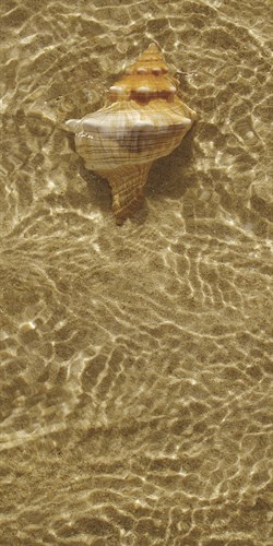 Ripple Shell IV - Tony Koukos