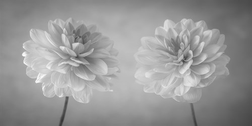 Dahlia Duet - Assaf Frank