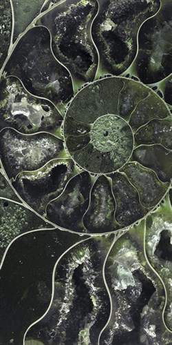 Ammonite - Volute - Assaf Frank