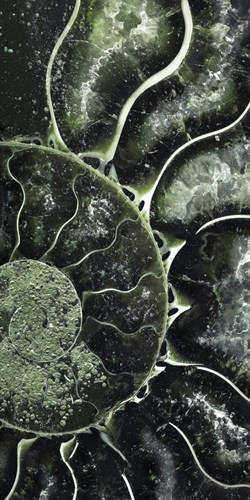 Ammonite - Helix - Assaf Frank