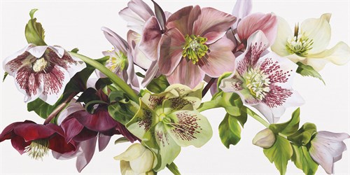Hellebore Melody - Sarah Caswell