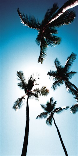 Miami Cool - Malcolm Sanders