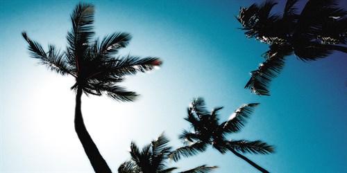 Miami Vibes - Malcolm Sanders