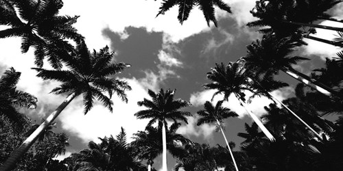 Aerial Palms - Malcolm Sanders