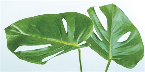 Monstera Deliciosa - Assaf Frank