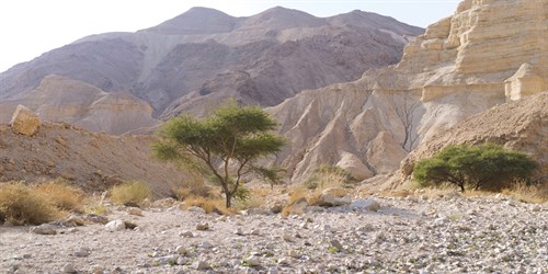 Desert Vista - Assaf Frank