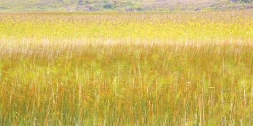 Prairie - Lee Frost