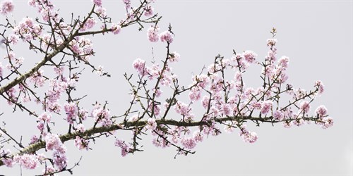 Pretty in Pink - Assaf Frank