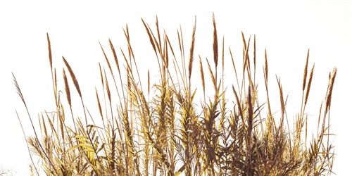 Sunny Reeds - Assaf Frank