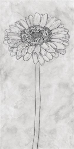 Chalky Gerbera - Belle Poesia