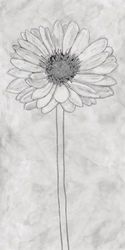 Chalky Daisy - Belle Poesia