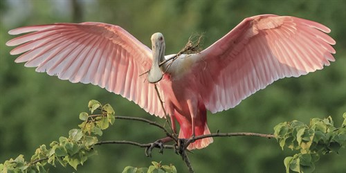 Nesting Spoonbill - Wink Gaines