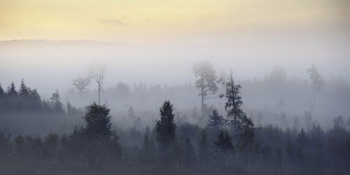 Fading Mists - Andreas Stridsberg