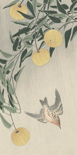 Cuckoo in the Rain - Ohara Koson