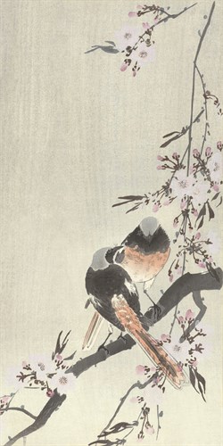 Two Siegal Redstarts with Cherry Blossom - Ohara Koson