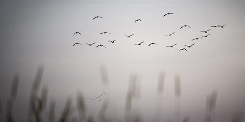 In Formation - Andrew Geiger