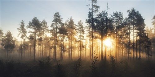 Awakening - Andreas Stridsberg