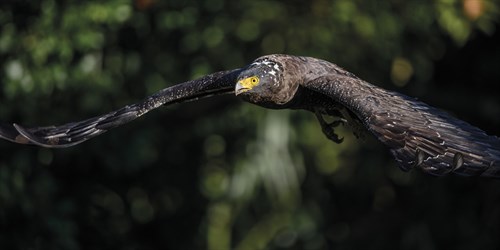 Eagle Ascend - Wild Wonders of China