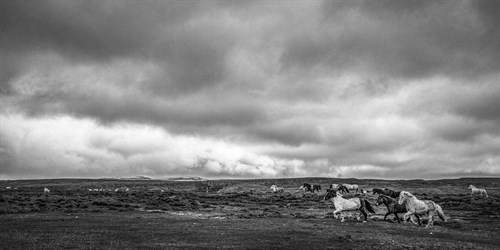 Equine Event - Andrew Geiger