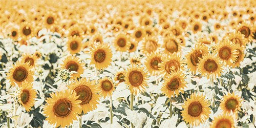 Sunshine Meadow - Florian Schleinig