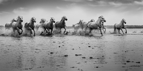 Camargue Horses - Free - Margaret Albaugh