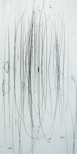 Lake Grass - Specimen - Mike Toy