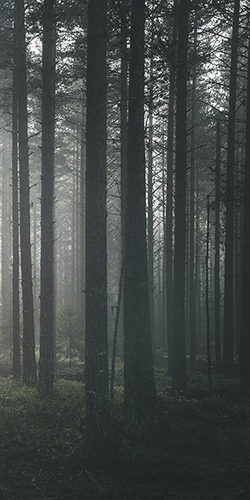 Wonderful Woodland - Thicket - Andreas Stridsberg