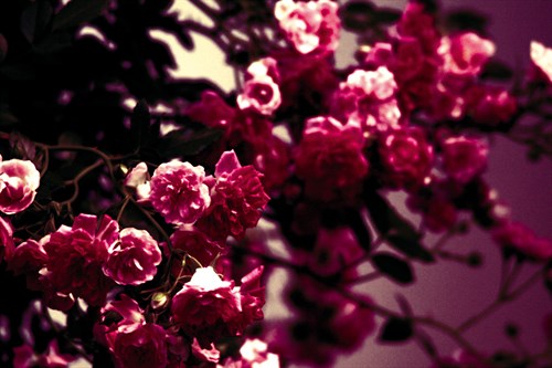 Deep Plum Blossom - Katja Marzahn