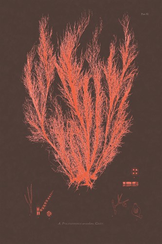Vintage Seaweed I - Henry Bradbury