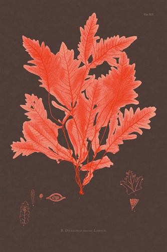 Vintage Seaweed II - Henry Bradbury