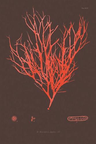Vintage Seaweed IV - Henry Bradbury