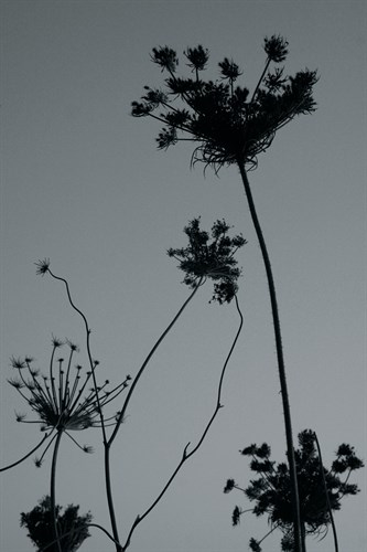 Shadow Lace I - Tony Koukos