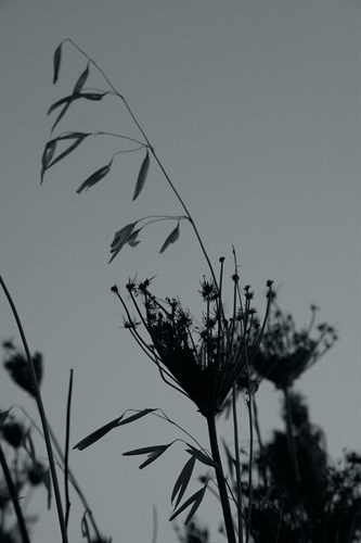 Shadow Lace II - Tony Koukos