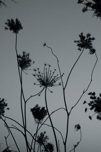 Shadow Lace III - Tony Koukos