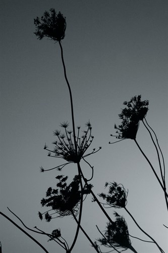 Shadow Lace IV - Tony Koukos