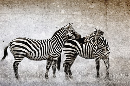 Zebra Love - Bobbie Goodrich