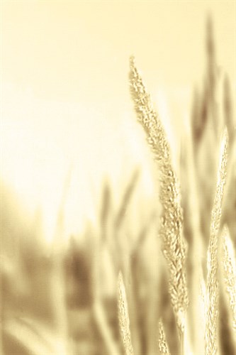 Taupe Grass II - Malcolm Sanders