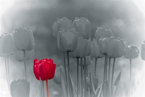 Tulip Accent - Katja Marzahn